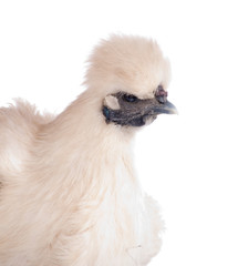 poule Nègre-soie