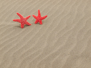 Fototapeta na wymiar Two Red Starfish on the Beach with Windswept Sand Ripples