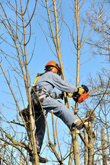 un ouvrier élagueur qui débite la cime des arbres