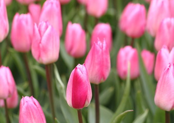 ピンクと赤のチューリップ