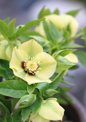 レモンイエローのクリスマスローズ