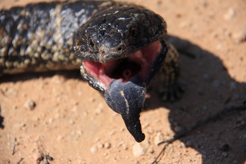 マツカサトカゲ