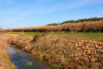 Small river trough woods under blue sky in Portugal