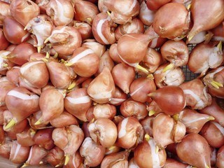 Tulip bulbs on the market