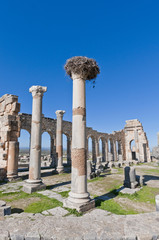 Fototapeta premium Forum at Volubilis, Morocco