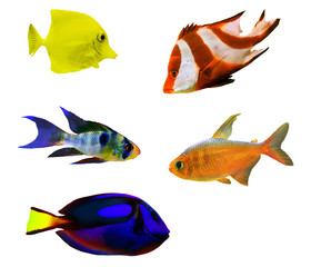 five isolated tropical fishes