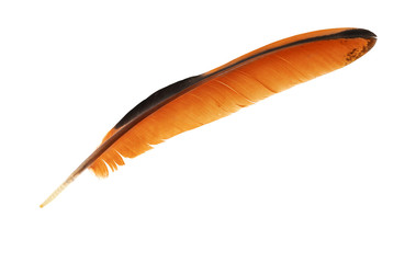 black and orange rooster feather
