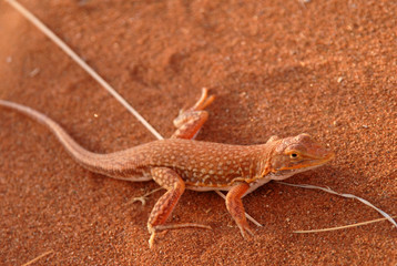 lézard du désert namibien