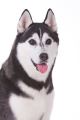 Obraz premium dog