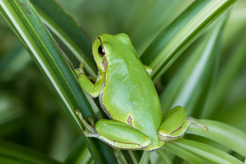 Little green frog