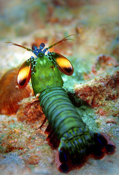 Peacock Mantis Shrimp