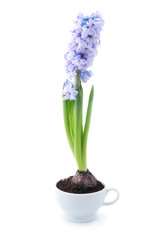 Naklejka na ściany i meble Blue hyacinth in a ceramic cup