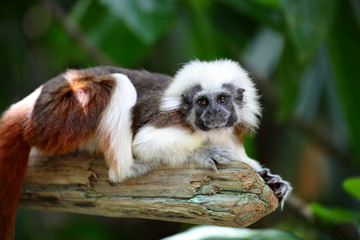 cotton top monkey
