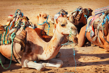 Camels