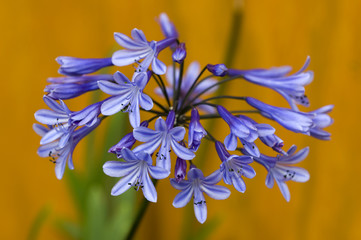agapanthus 'dr brouwer'