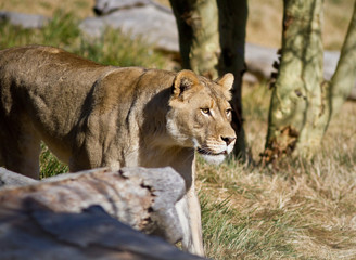 Lioness