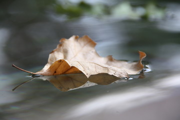 Blatt auf Wasser - Herbstimpression