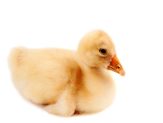 a young goose