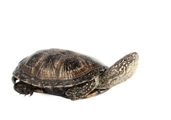 turtle isolated