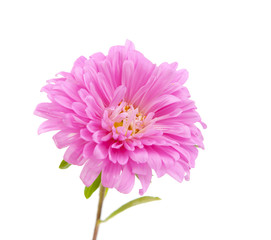 pink aster isolated