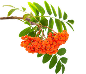 ashberry isolated