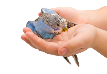 Wavy parrot in hands