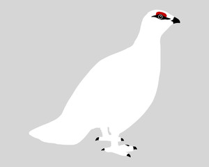 Schneehuhn