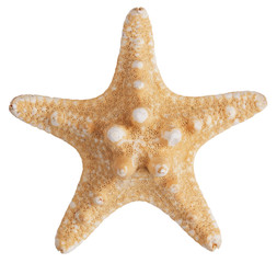 Fossilized sea star