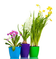 beautiful spring flowers in pots isolated on white