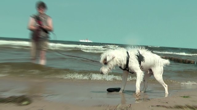 hund im meer
