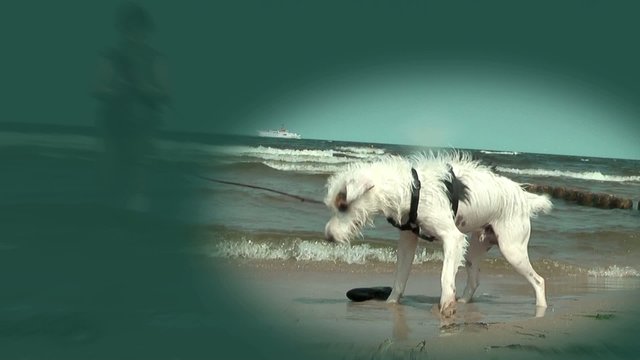 hund am strand