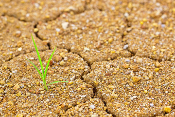 Life and struggle on dried land