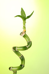beautiful bamboo on green background isolated on white