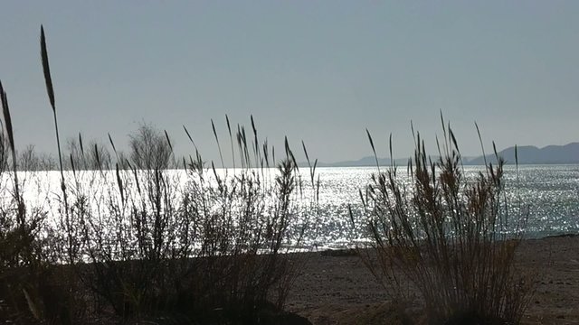 CA&Ntilde;IZAL EN LA PLAYA