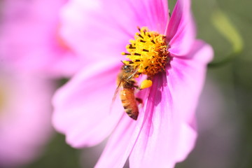 蜜蜂とコスモス