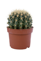 Cactus  in  pot