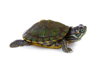 Fototapeta premium Red ear tortoise