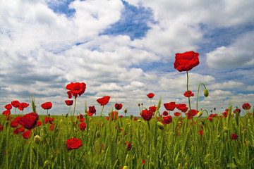 Fototapeta premium field of poppies