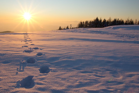der sonne entgegen