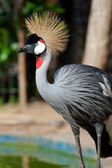 Crowned crane shows it self in the zoo