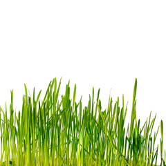Obraz premium grass isolated