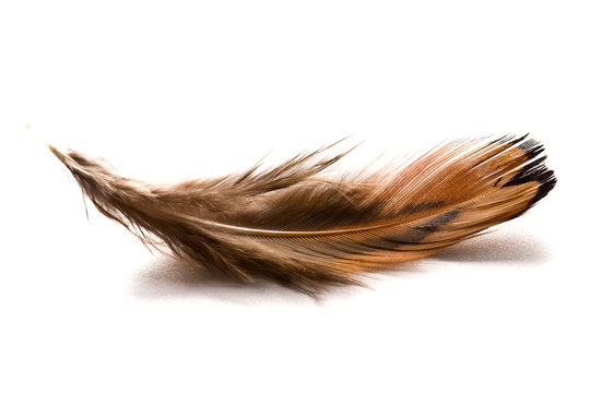 Brown Feather