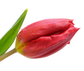 fresh red tulip isolated on white background