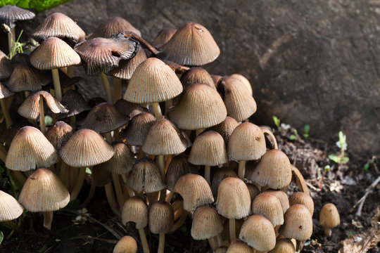 Toadstool , mushroom