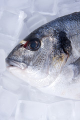 pescado fresco con hielo