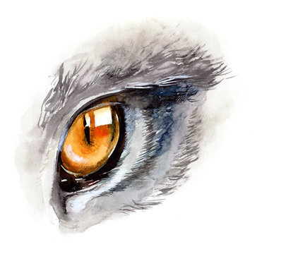 cat's eye (series C)