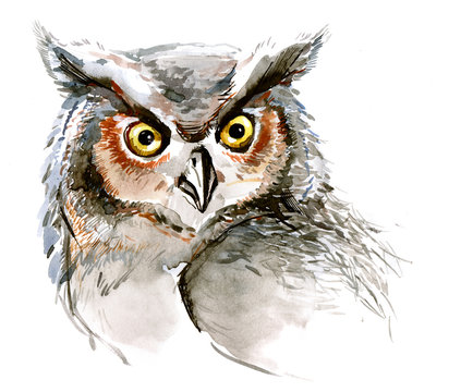 owl (series C)