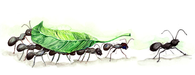 zespół mrówek (seria C) - 39229456