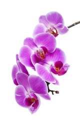 Obraz na płótnie Canvas Purple Orchid Isolated