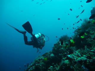 diving in sea
